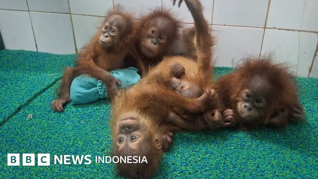 Misteri bayi orang utan di hutan India, diselundupkan dari Indonesia atau Malaysia?